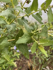 Salvia cuspidata