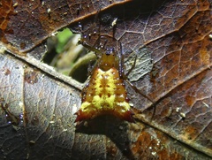 Micrathena triangularis