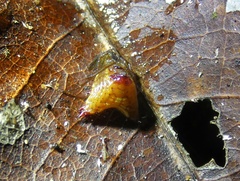 Micrathena triangularis