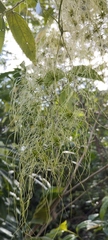 Clematis dioica