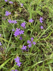 Glandularia tenera