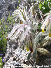 Onosma caespitosa