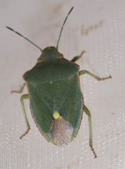Brachynema cinctum