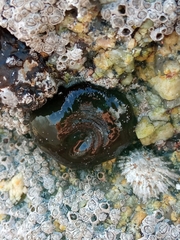 Actinia