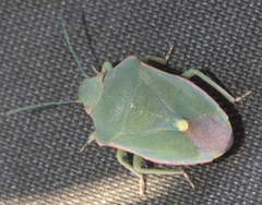 Brachynema cinctum