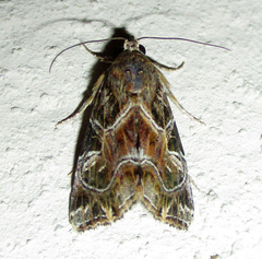 Callopistria yerburii