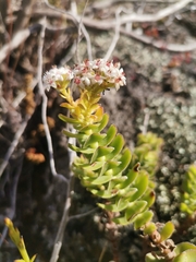 Crassula undulata