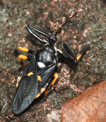 Apiomerus amazonus