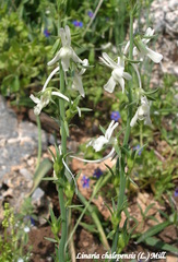 Linaria chalepensis