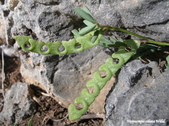 Hippocrepis ciliata