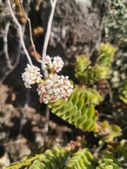 Crassula undulata