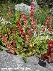 Rumex cyprius