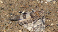 Oedipoda charpentieri