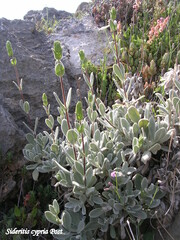 Sideritis cypria