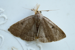 Zanclognatha jacchusalis