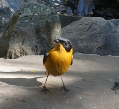 Cossypha dichroa dichroa