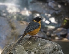 Cossypha dichroa dichroa