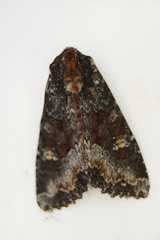 Apamea amputatrix