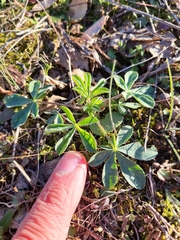 Lupinus hispanicus