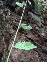 Convolvulus canariensis image