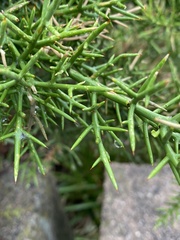 Colletia spinosissima