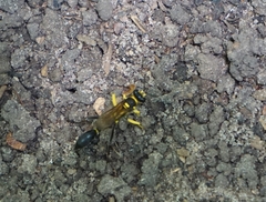 Sceliphron fistularium