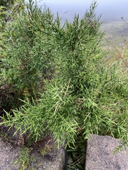 Colletia spinosissima