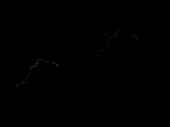 Phanophorus perspicax