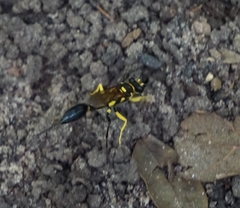 Sceliphron fistularium