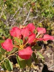 Bauhinia galpinii