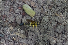 Sceliphron fistularium