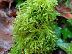 Eurhynchium striatum
