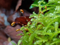 Eurhynchium striatum