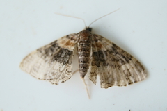 Xanthorhoe ferrugata