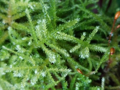 Eurhynchium striatum