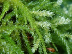 Eurhynchium striatum