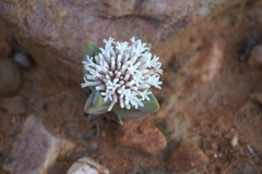 Crassula congesta