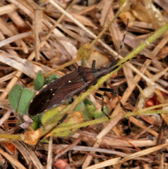 Dicranocephalus agilis