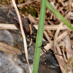 Dicranocephalus agilis