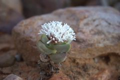 Crassula congesta