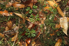 Elaphoglossum peltatum