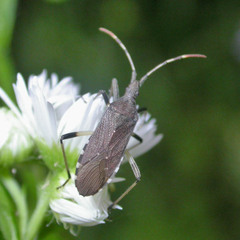 Dicranocephalus albipes