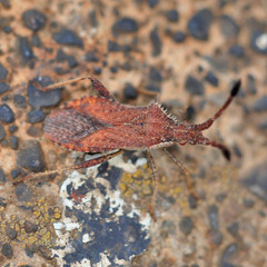 Coriomeris denticulatus