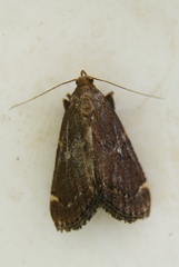 Hypsopygia intermedialis