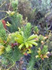 Erica galpinii