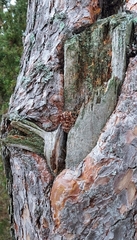 Dendrocopos major