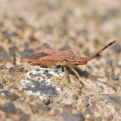 Coriomeris denticulatus