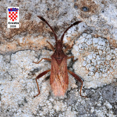 Coriomeris denticulatus