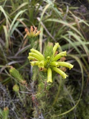 Erica galpinii