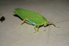 Zabalius ophthalmicus